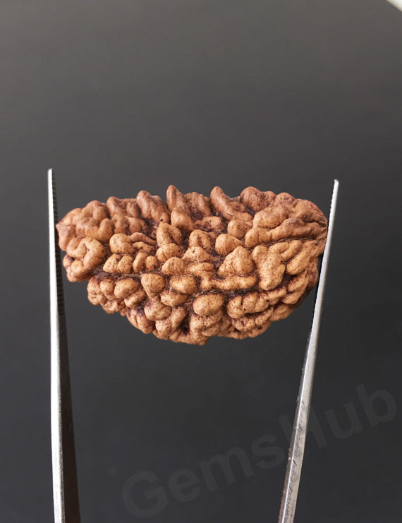 1 Face/Mukhi Certified Rudraksha Premium Quality